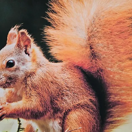 Bergblick Mit Balkon Und Garten - Familienfreundlich